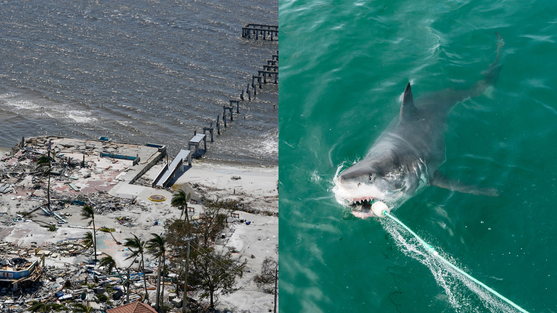 Škody zanechané hurikánom Ian, žralok v mori