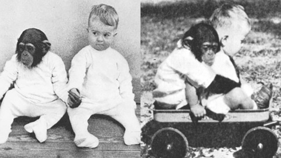Kelloggovci skúmali šimpanza a ich syna