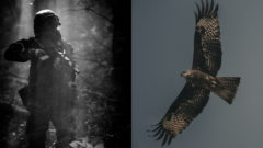 Vojak v kamufláži sa zakráda lesom. Sokol letí s veľkým rozpätím