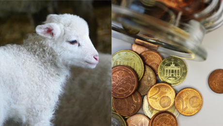 male jahniatko, mince na stole