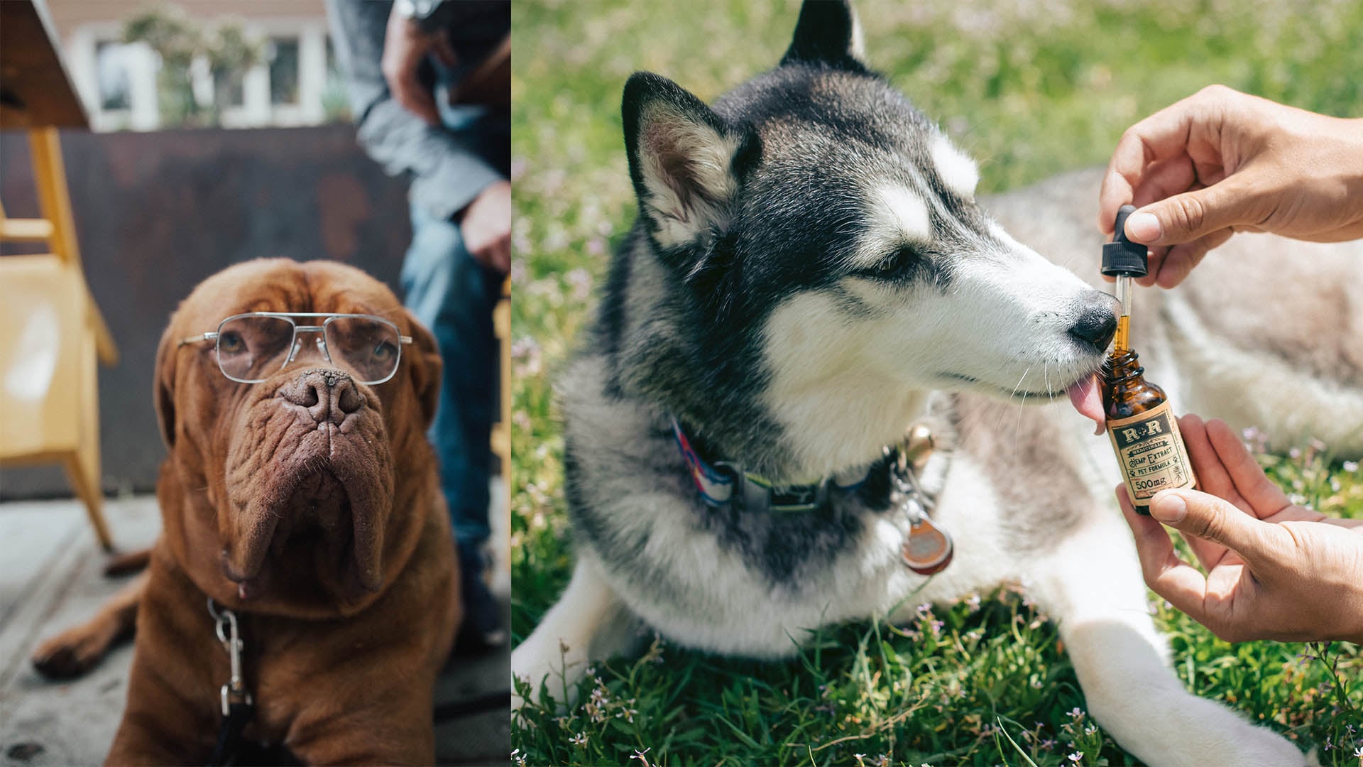 Starý hnedý pes s okuliarmi sedí, husky sedí na tráve a dostáva lieky