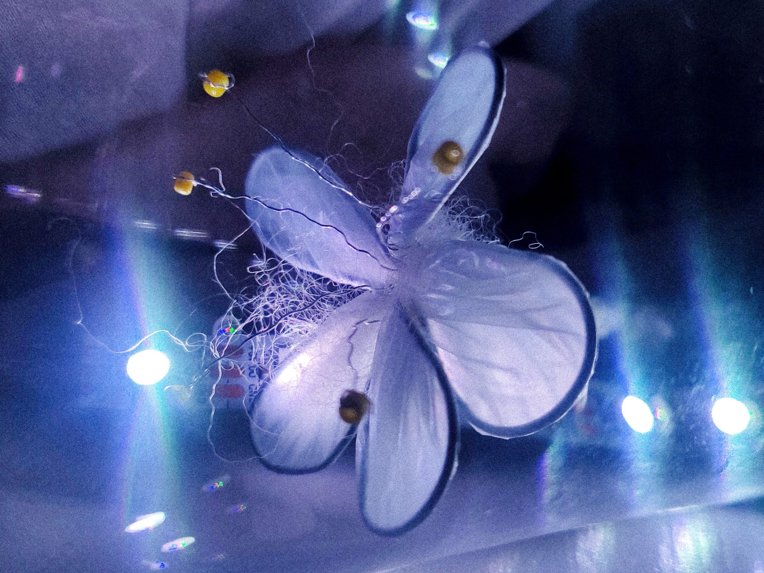 VŠVU_Adela Lujza Lučenič