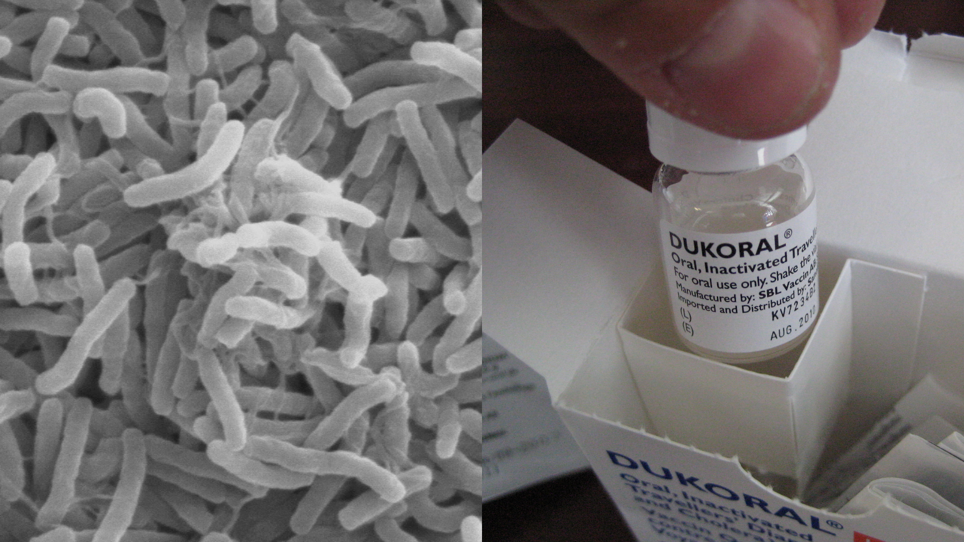 Baktérie Cholera a vakcína proti tomuto ochoreniu