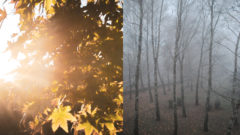 Listnaný strom, les v hmle, ilustračné foto