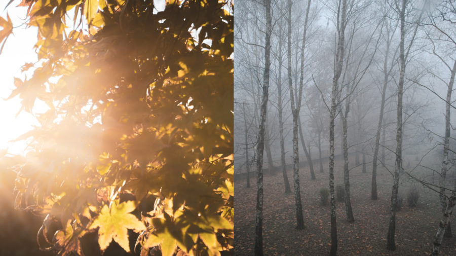 Listnaný strom, les v hmle, ilustračné foto