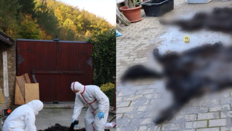 Zásah polície na západe Slovenska a medvedia koža