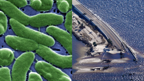Baktéria Vibrio vulnificus požierajúca mäso a zničená Florida