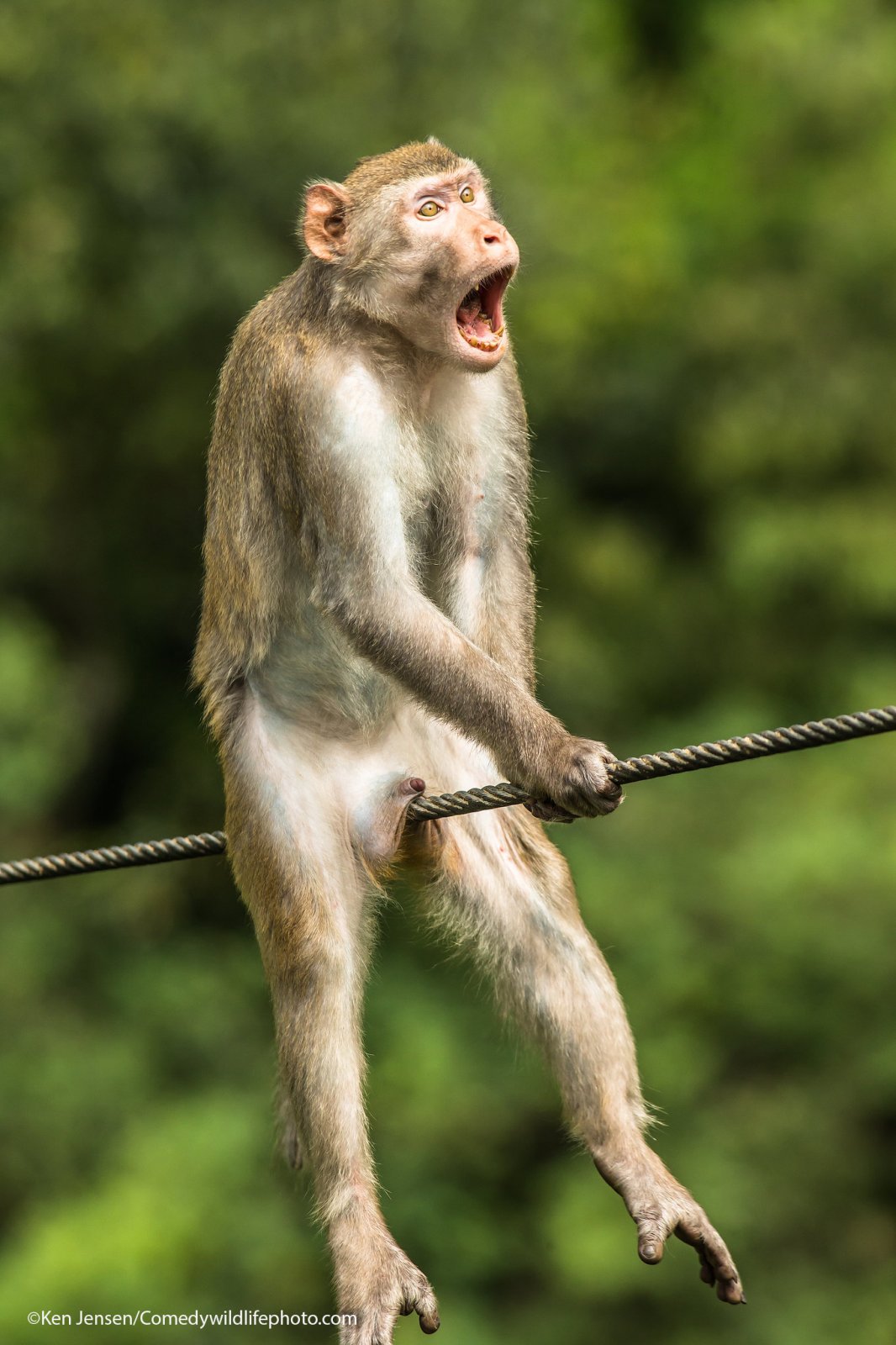 Víťazná fotka Comedy Wild Photo 2021 - opica na drôte