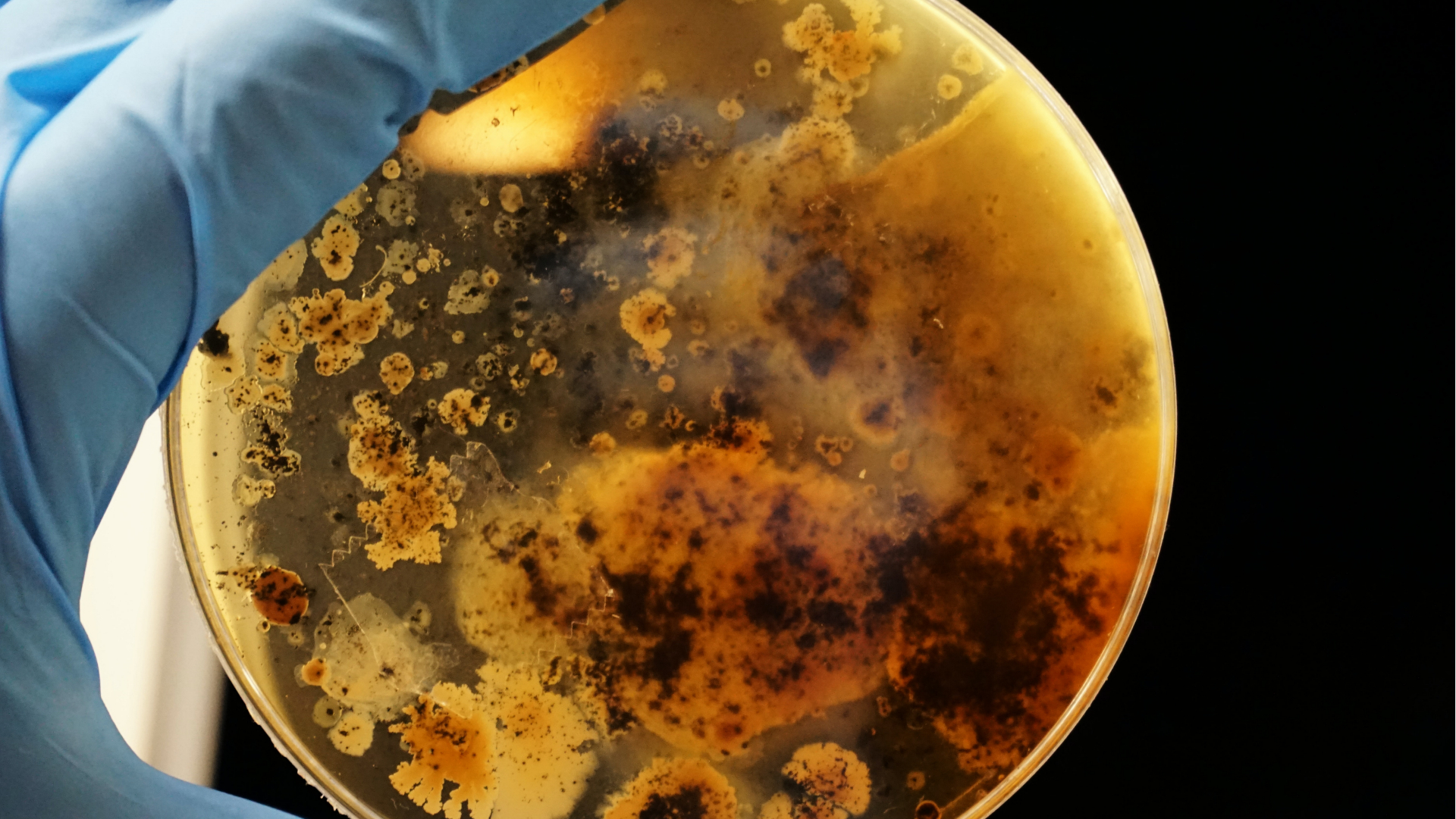 petriho miska s baktériami