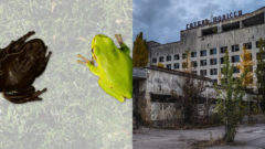 Rosničky menia farbu zo zelenej na čiernu v oblasti Černobyľskej atómovej elektrárne