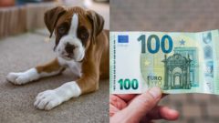 Na snímke je pes a peniaze.