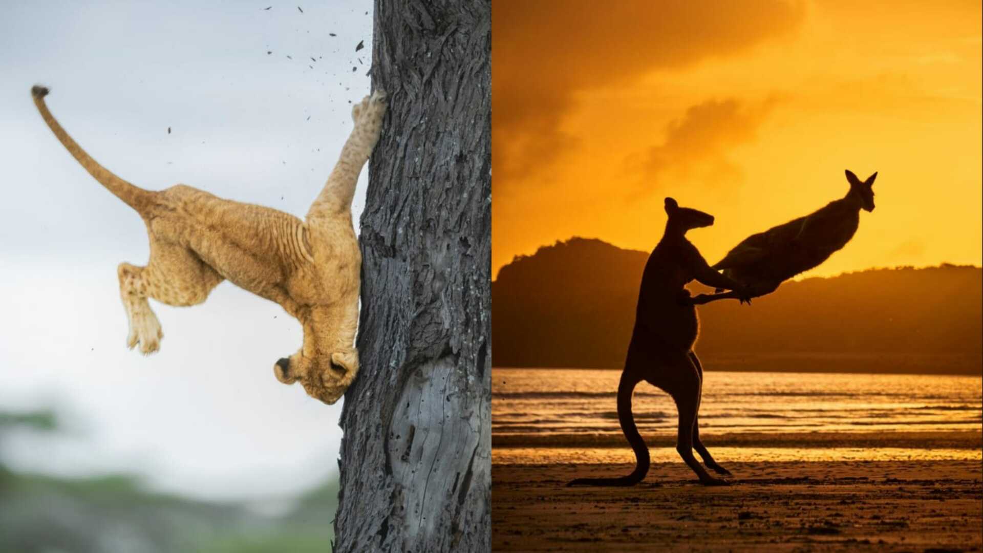 Fotografia zo súťaže Comedy Wildlife Photography Awards2022