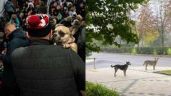 Čakanie psov v rade na obed na Ukrajine