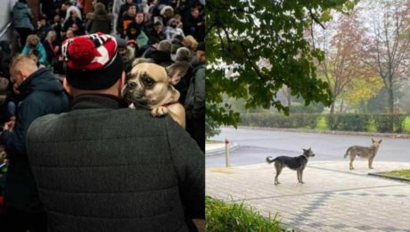 Čakanie psov v rade na obed na Ukrajine