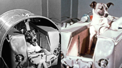 Pes Lajka a Sputnik 2