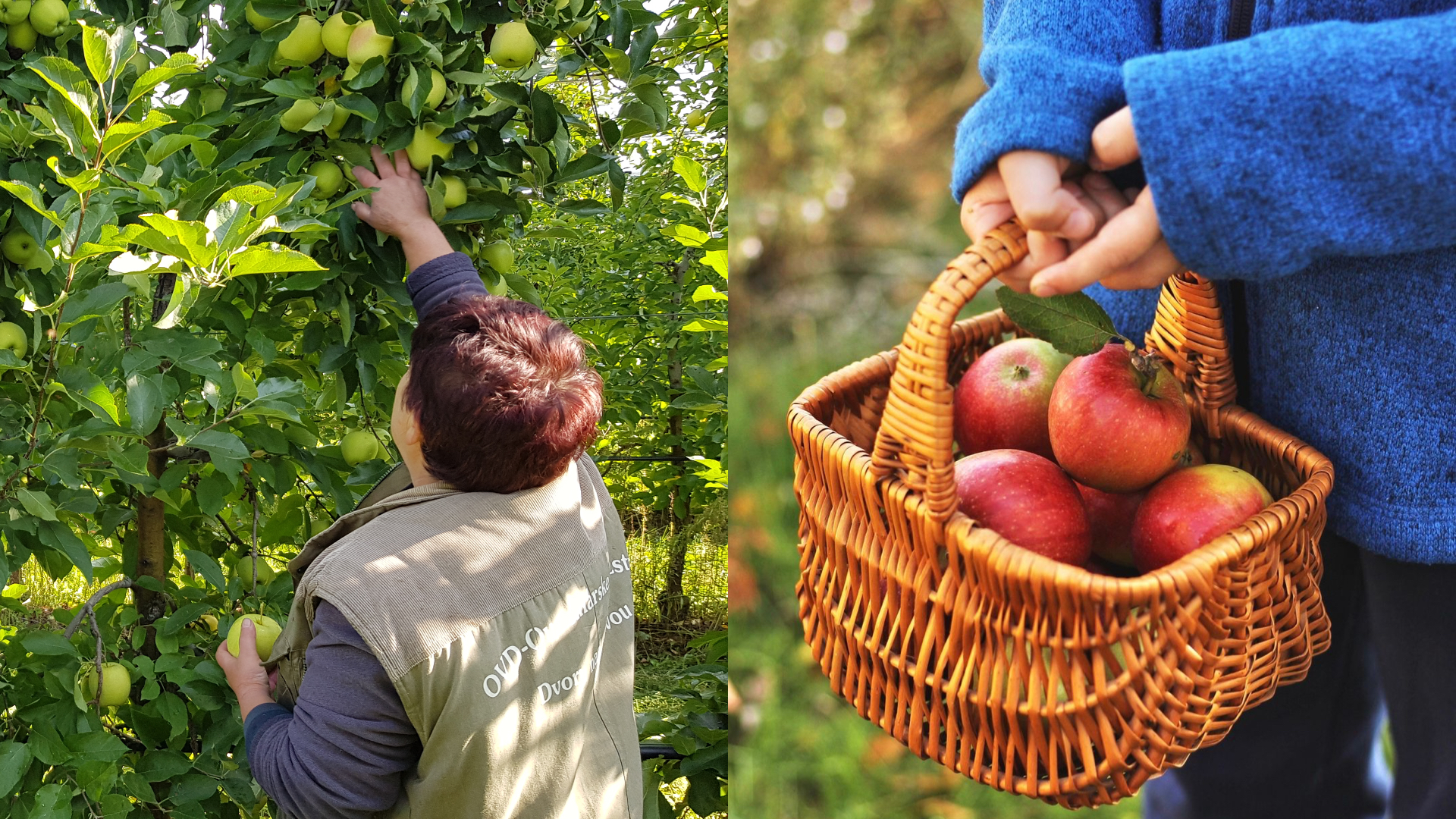 Samozber jabĺk v Emilových Sadoch