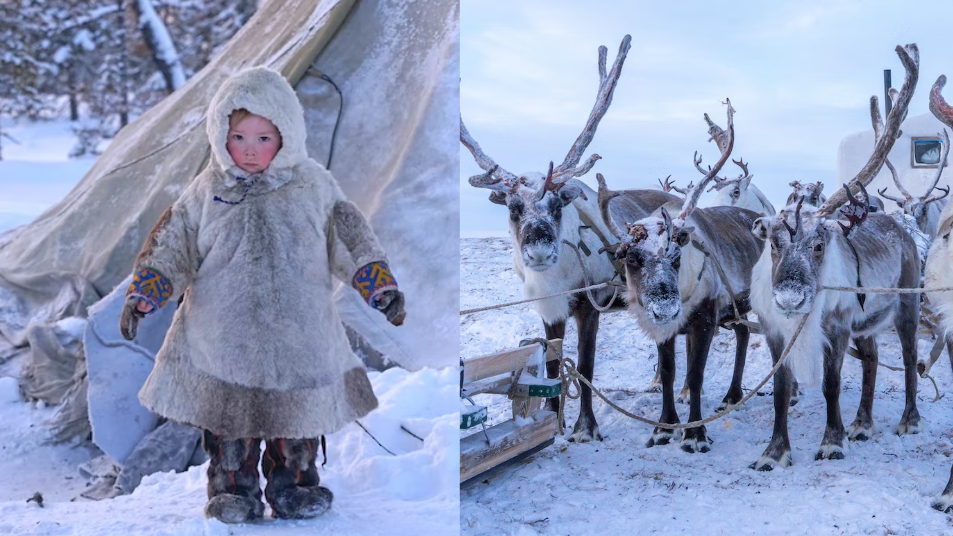 Na snímke je dieťa v snehu a záprah sobov.