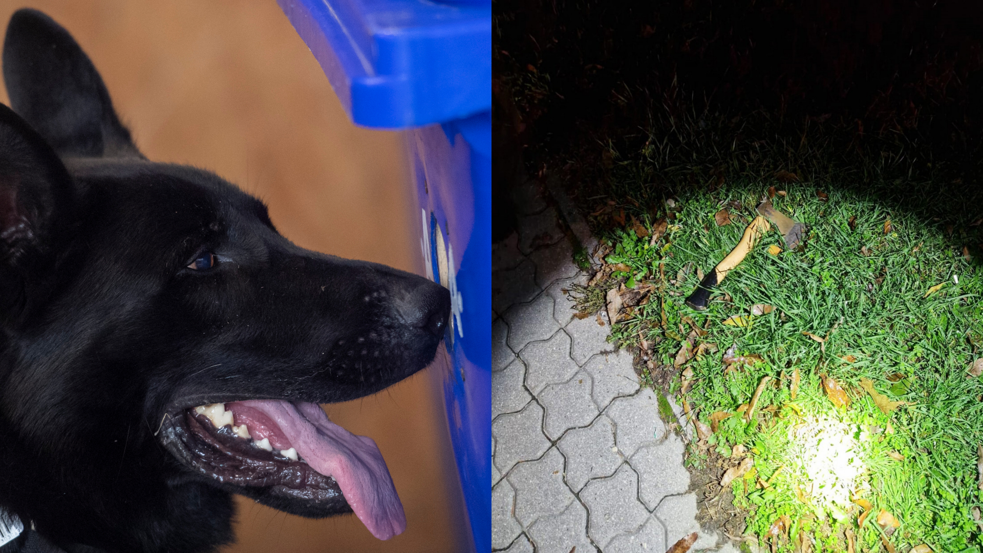 pes prípad bratislava