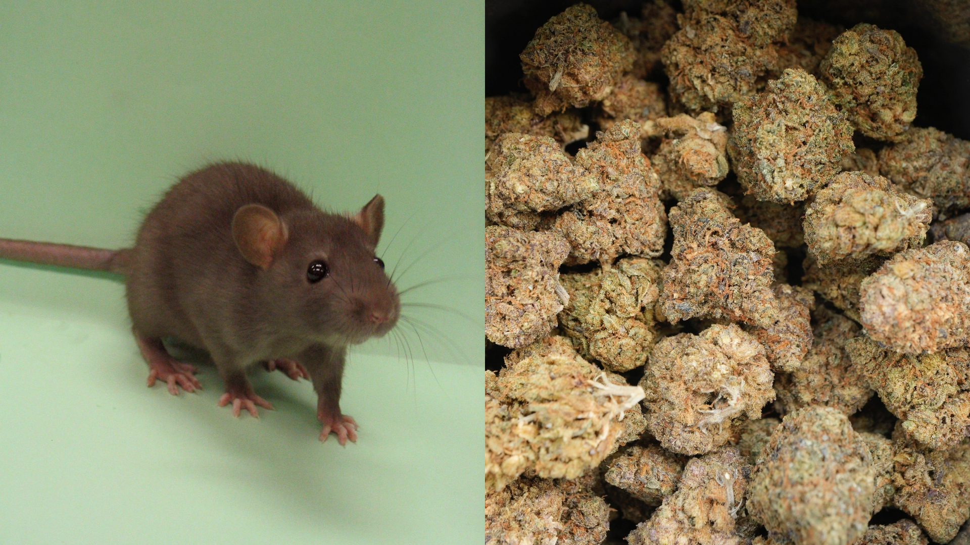 Potkany zožrali marihuanu v Indii
