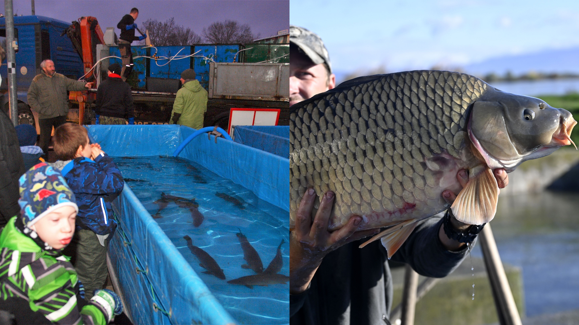 predaj živých rýb