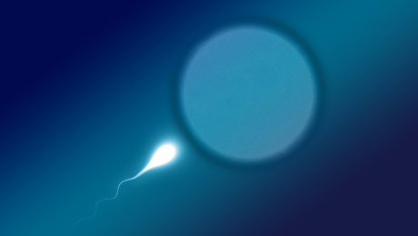 Spermia a vajíčko