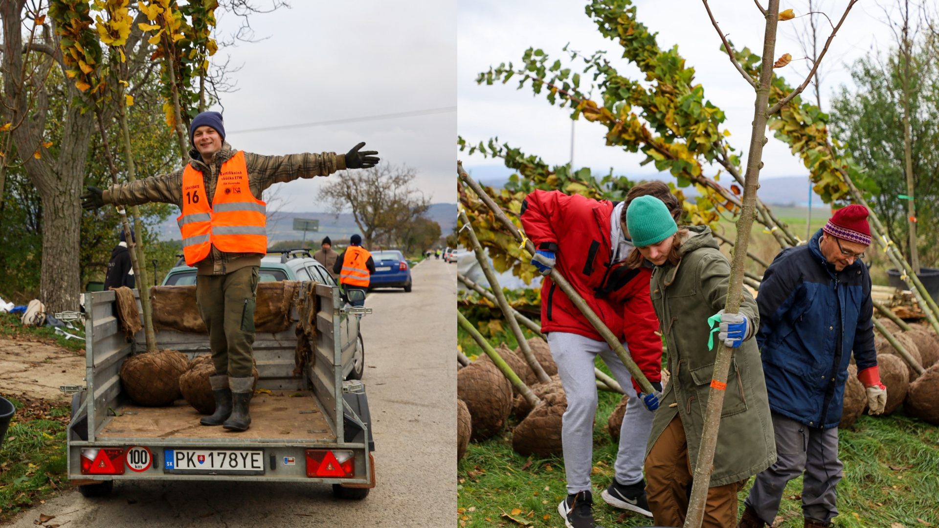 Dobrovoľníci zachránili historickú alej