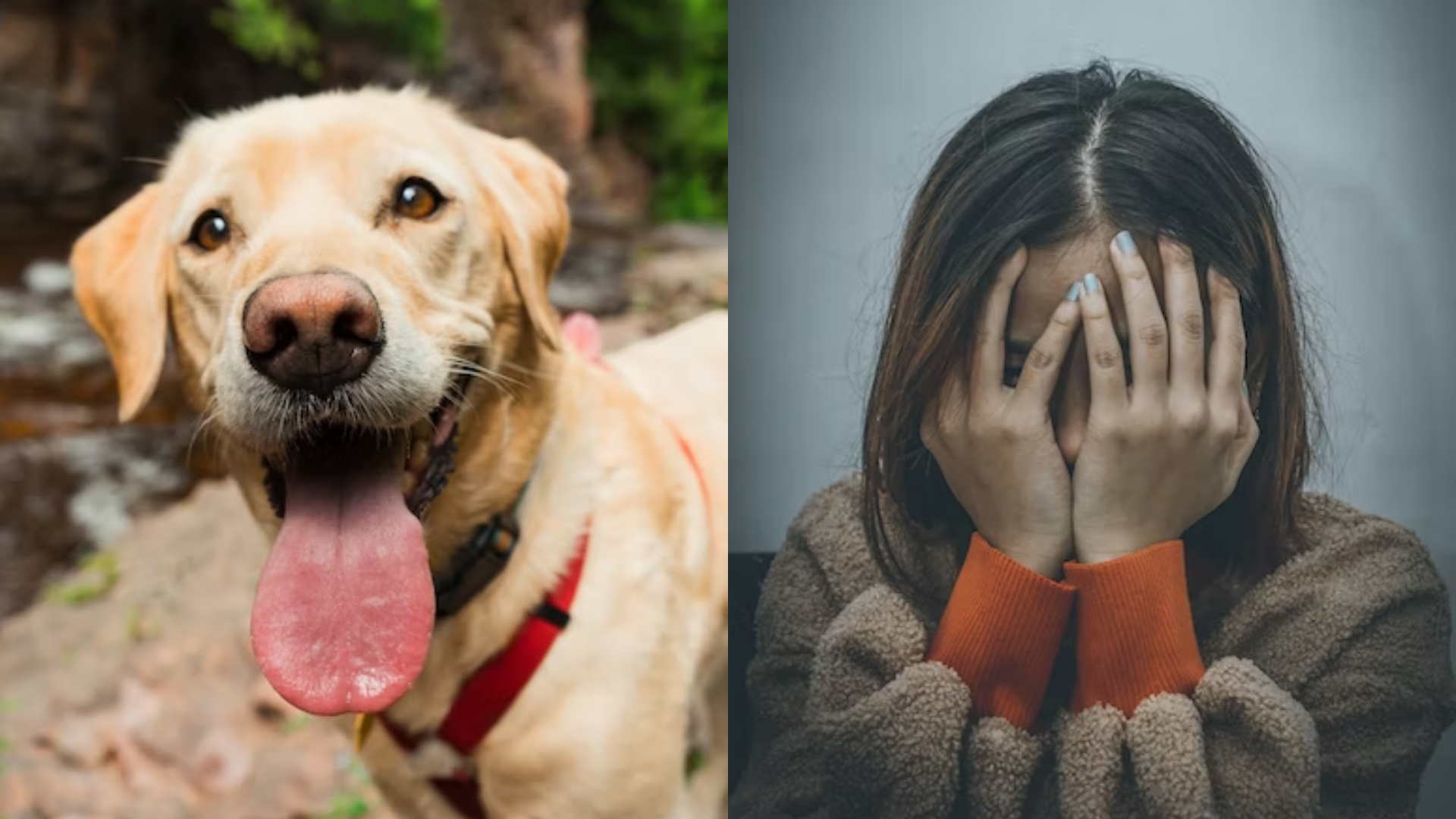 eutanázia zviera smútok