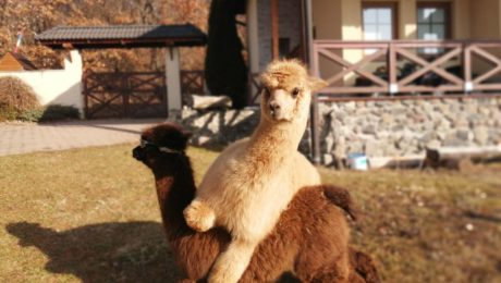 Chýbať nesmú ani extremne rozkošné alpaky, ktoré ti hneď vyčarujú úsmev na tvári.