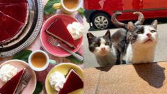 mačky a raňajky
