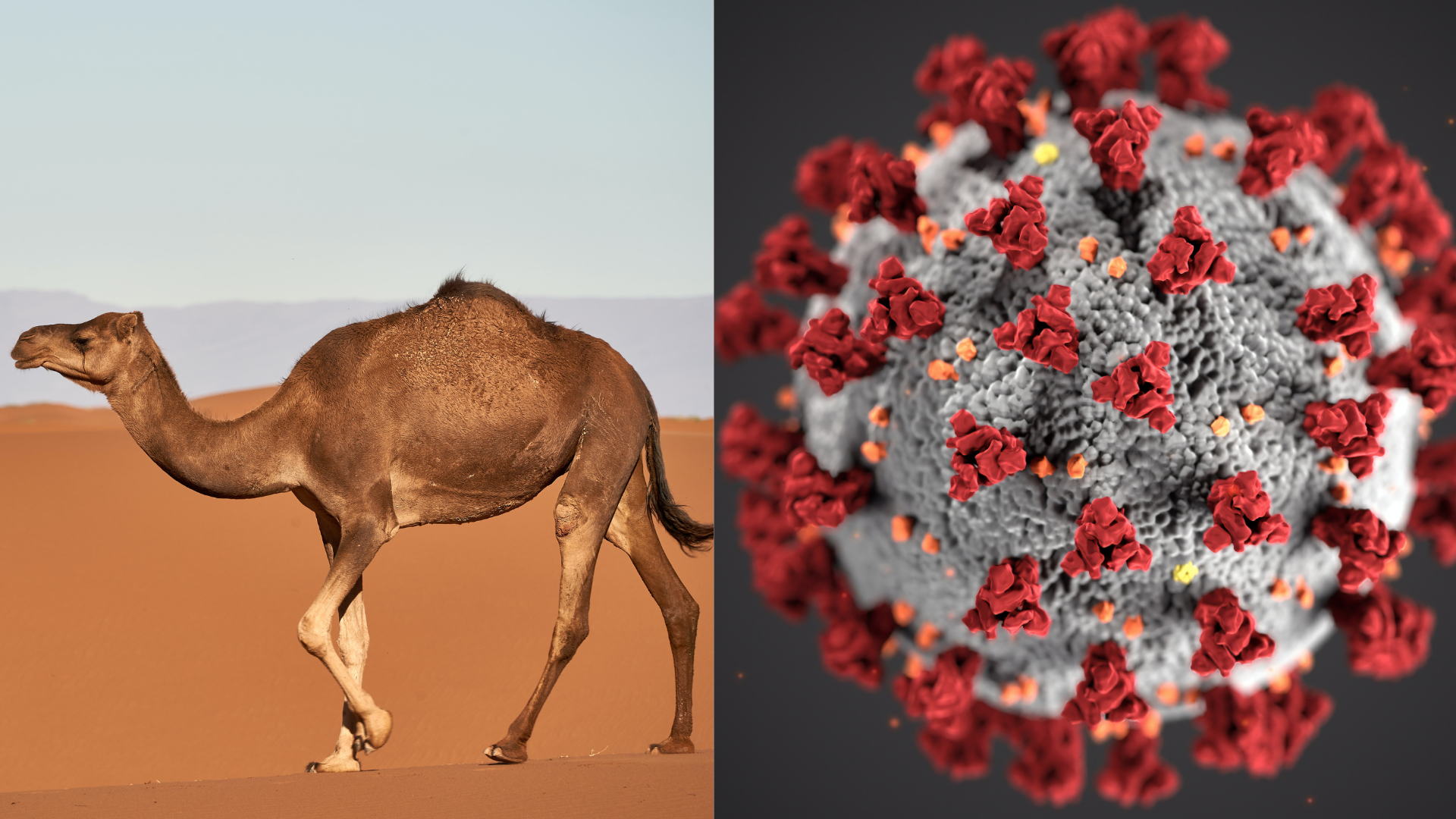 Na snímke ťava a koronavírus