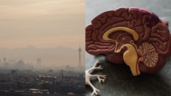 znečistenie ovzdušia, mozog