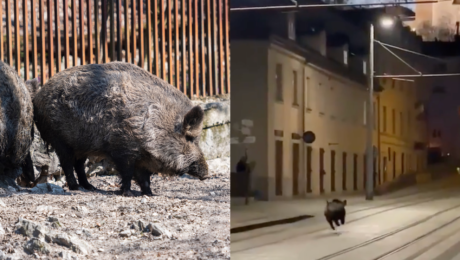 Kŕmenie diviakov a diviak v Bratislave