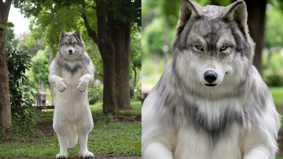 kostým vlka
