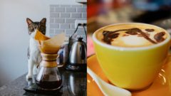 Obľúbená bratislavská kaviareň