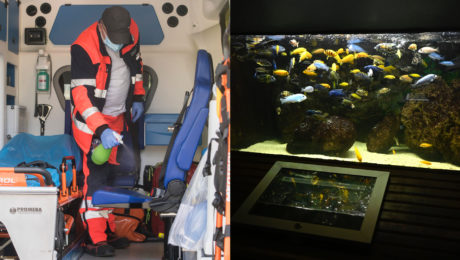 Záchranár v sanitke a akvárium s rybičkami