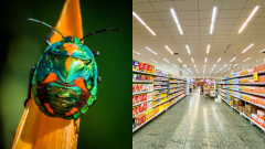 chitín hmyz jedlo rakovina hoax