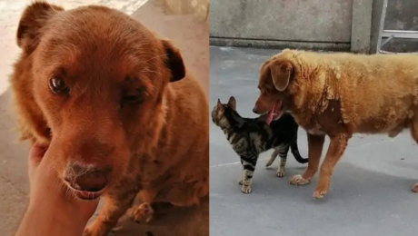 Najstarší pes na svete Bobi