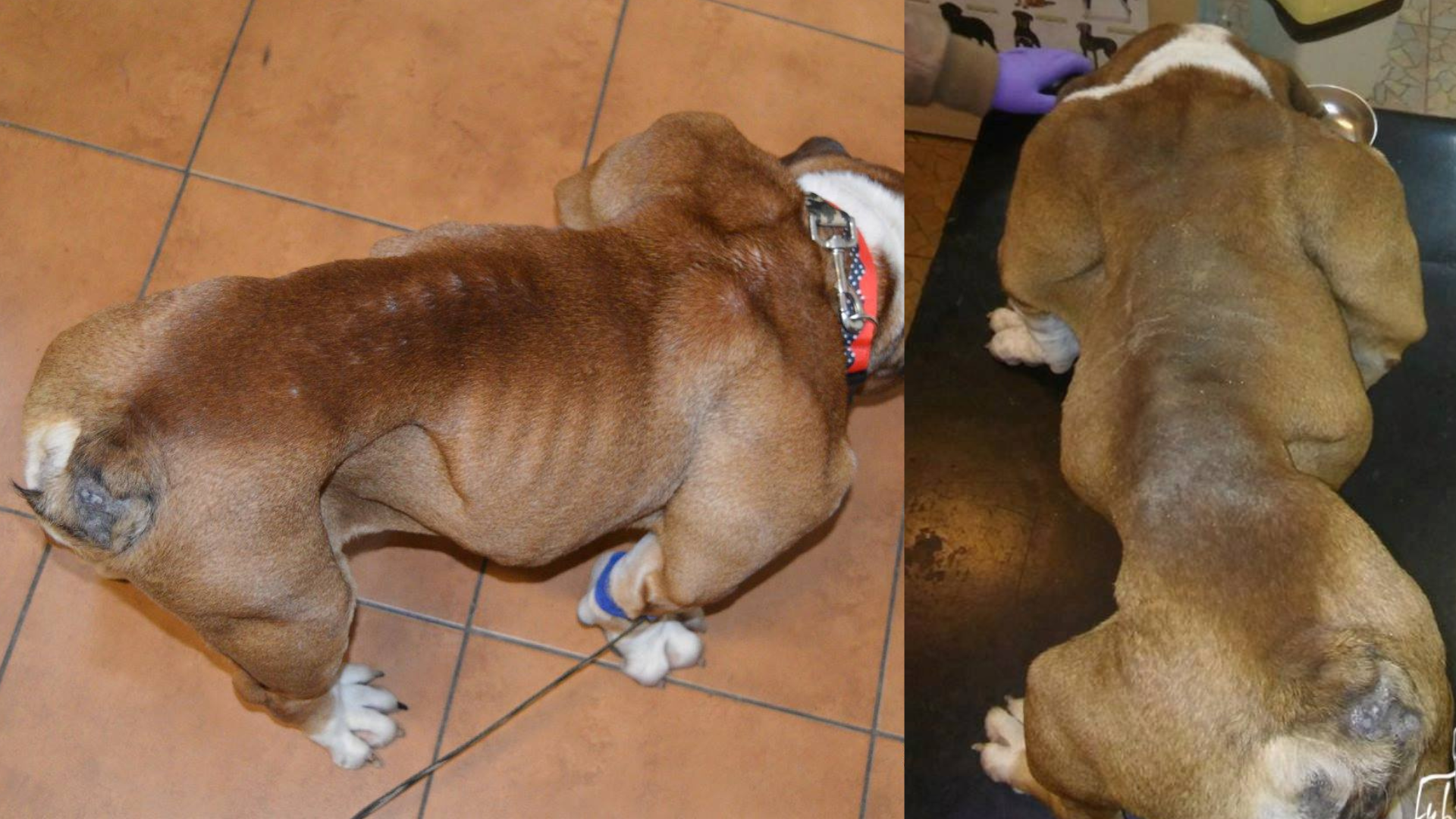 Chorý pes na vyšetrení u veterinára