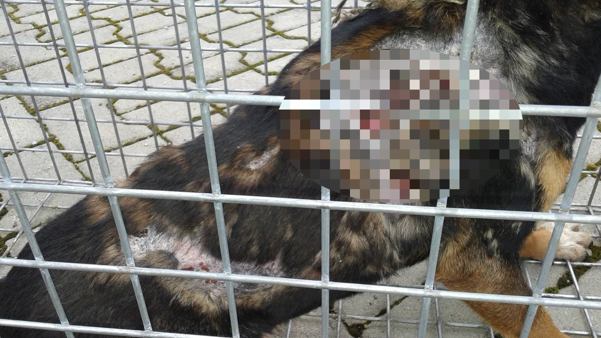 Pes poliaty žieravinou