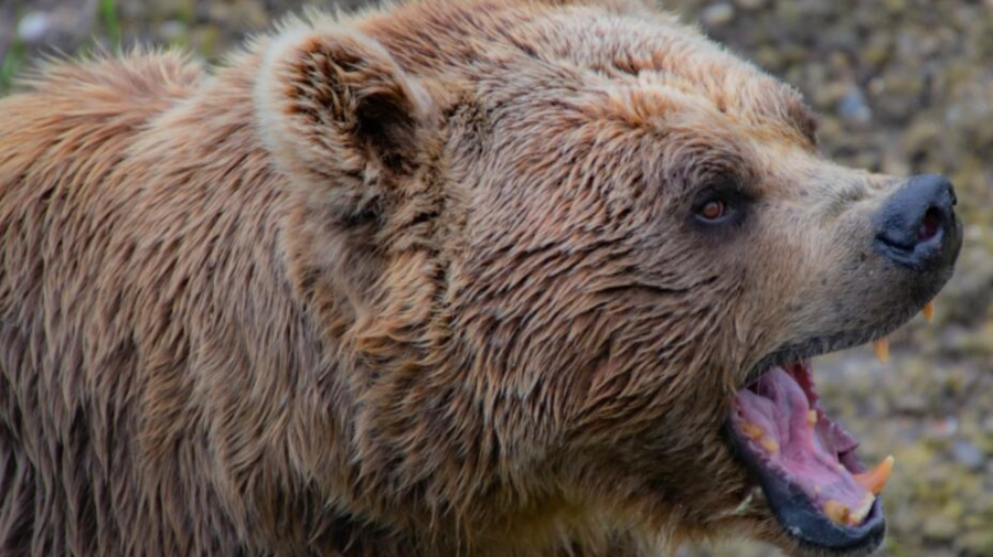 Medveď, útok medveďa na Slováka