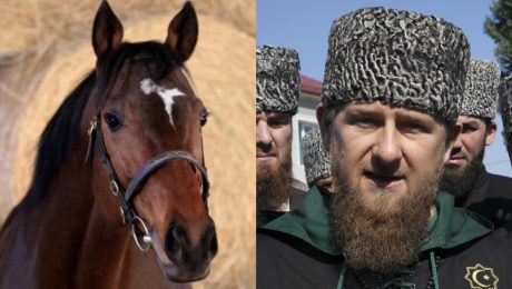 Anglický plnokrvník Zazu, ktorý patrí vodcovi Čečencov. Ramzan Kadyrov a ďalší predstavitelia Čečenska