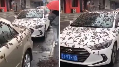 Virálny bizarný dážď s „červami“: Ľudia sa v panike kryli pod dáždnikmi, keď sa spustil