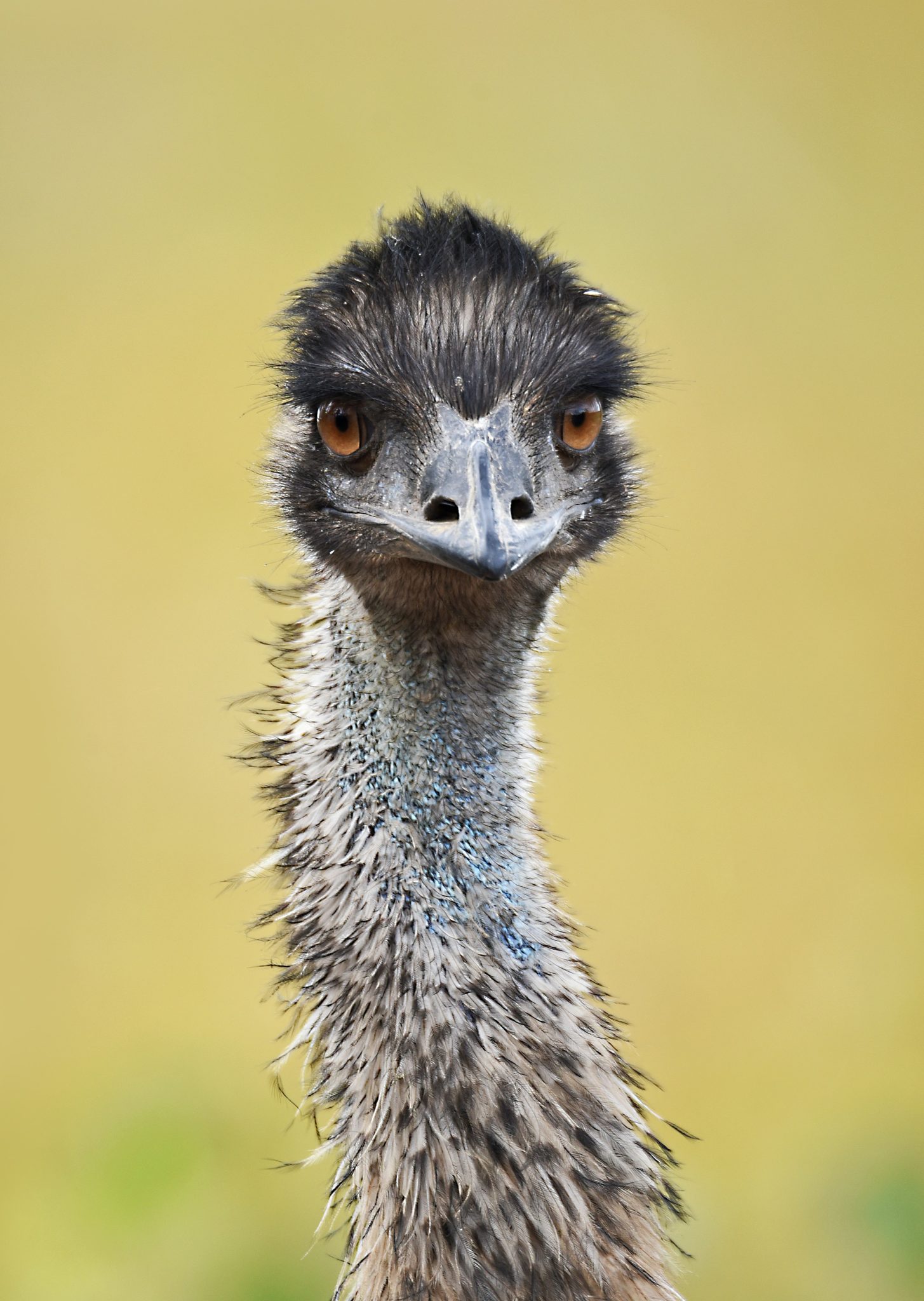 vták emu