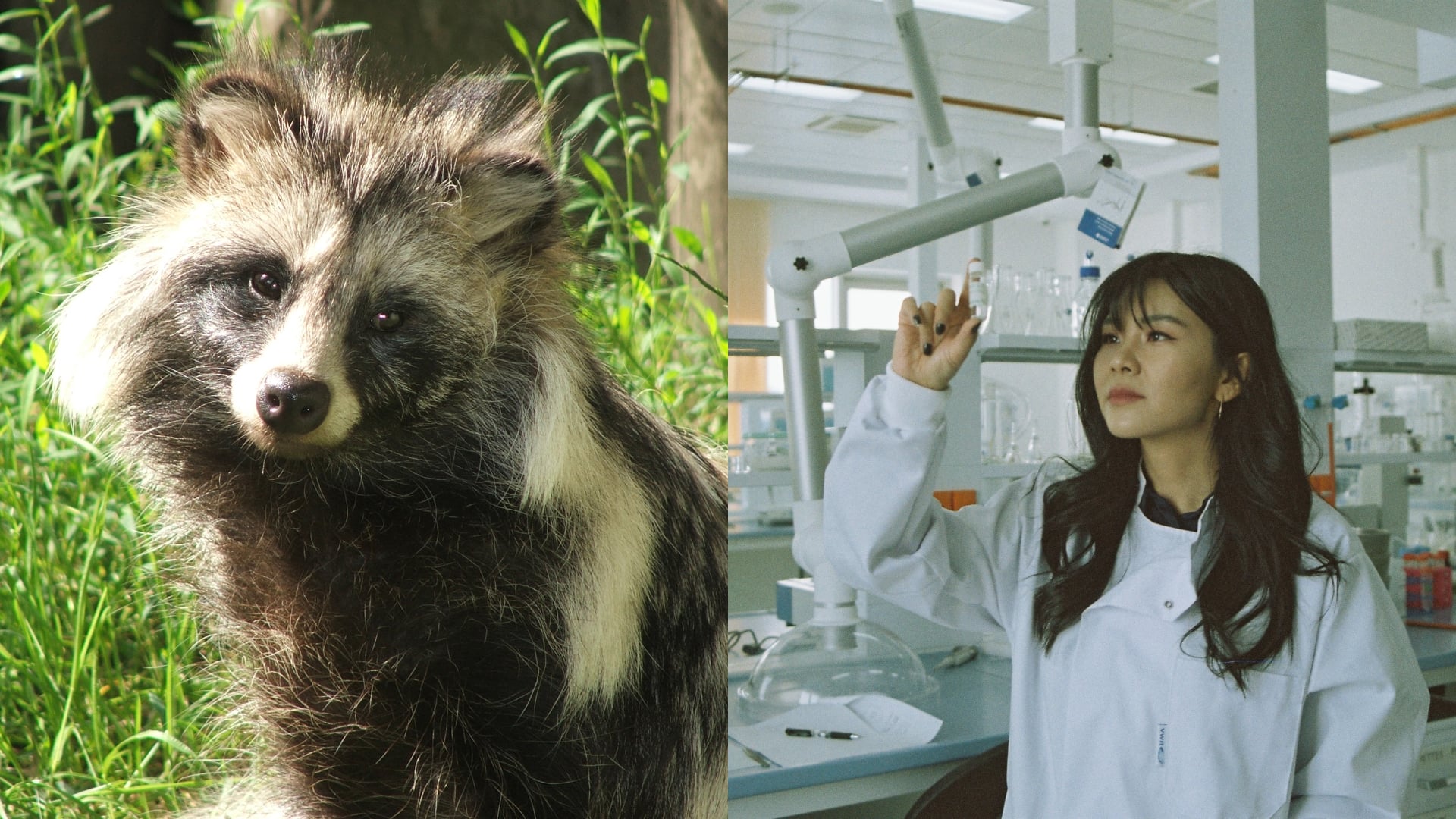 Pôvod koronavírusu u psíka medvedíkovitého