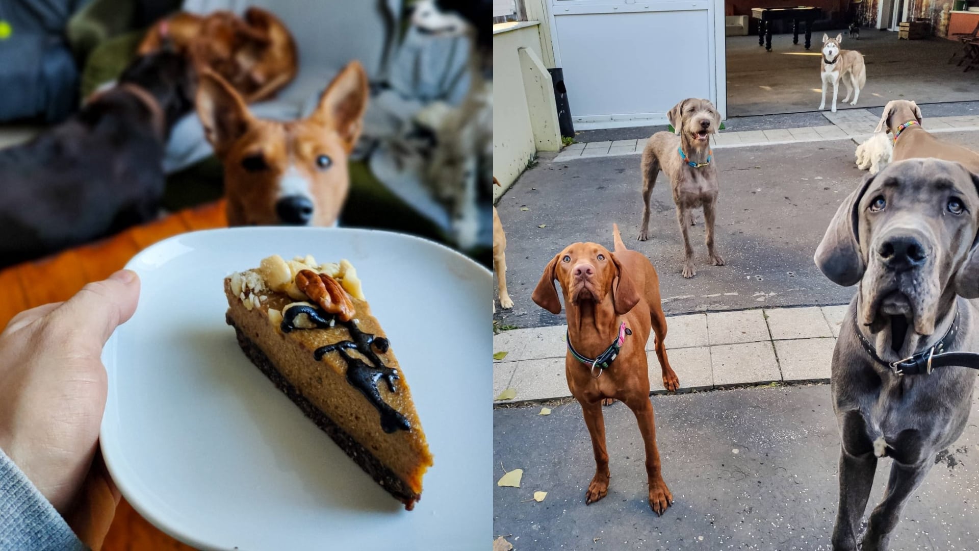 škôlka pre psy dunčovňa