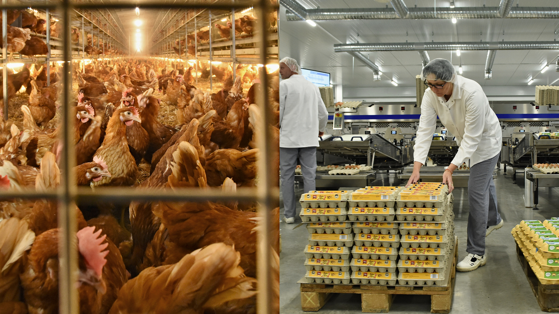 sliepky v klietkovom chove