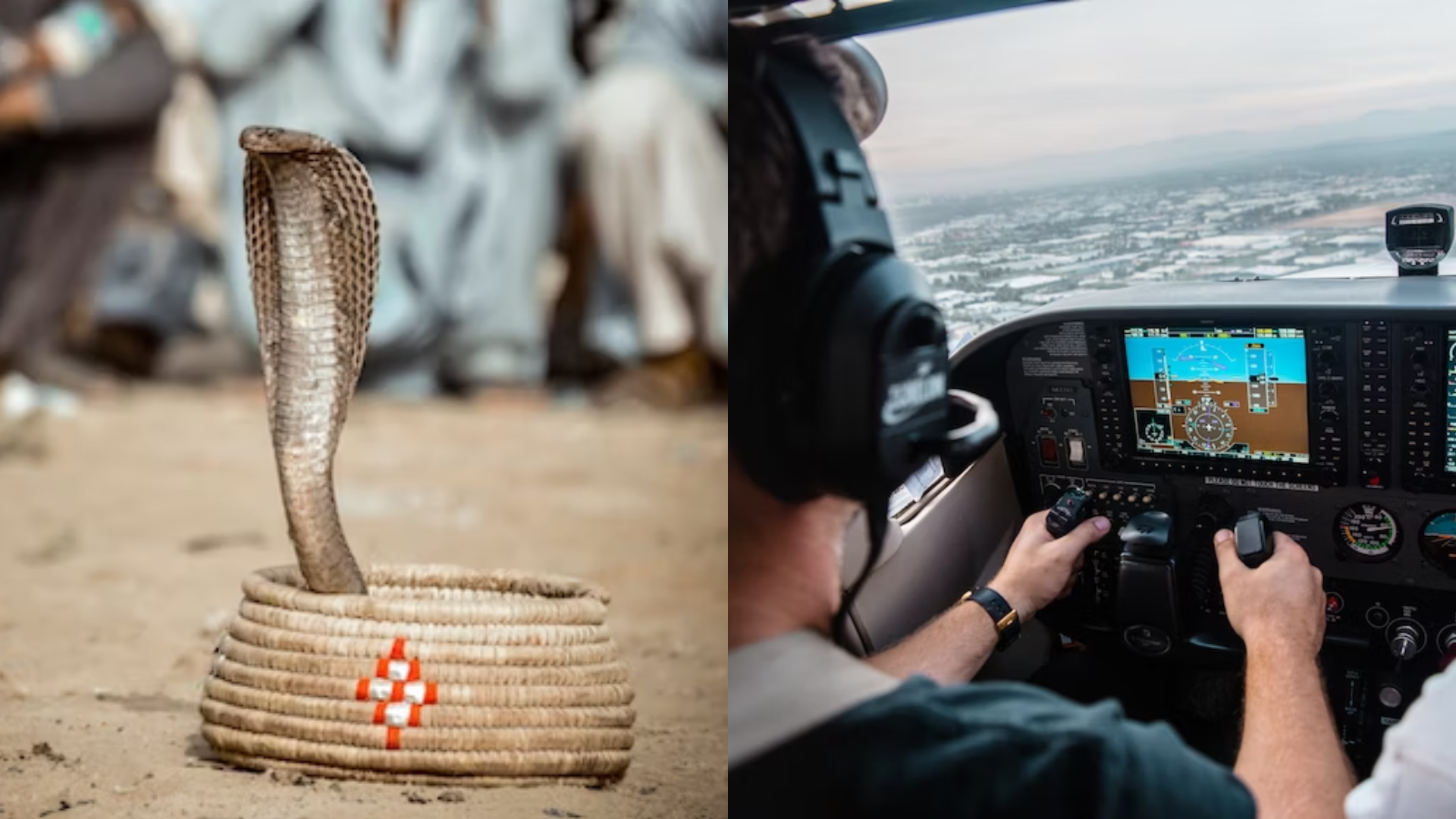 kobra lietadlo pilot