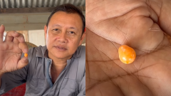 thajsko slimák perla