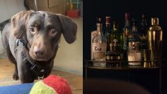 Coco je prvý pes, ktorý sa lieči na závislosť od alkoholu