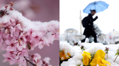 Zasnežené kvety a muž kráčajúci s dáždnikom v snehu